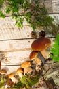 Mushrooms in forest. Card on autumn or summertime. Forest harvest. Boletus, aspen, chanterelles, leaves, buds, berries, Top view Royalty Free Stock Photo