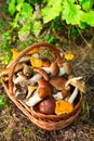 Mushrooms in forest. Card on autumn or summertime. Forest harvest. Boletus, aspen, chanterelles, leaves, buds, berries, Top view Royalty Free Stock Photo