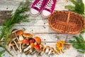 Mushrooms in forest. Card on autumn or summertime. Forest harvest. Boletus, aspen, chanterelles, leaves, buds, berries, Top view Royalty Free Stock Photo