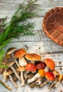 Mushrooms in forest. Card on autumn or summertime. Forest harvest. Boletus, aspen, chanterelles, leaves, buds, berries, Top view