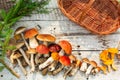 Mushrooms in forest. Card on autumn or summertime. Forest harvest. Boletus, aspen, chanterelles, leaves, buds, berries, Top view Royalty Free Stock Photo