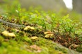 Mushrooms in a forest Royalty Free Stock Photo