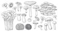 Mushrooms. Forest food. Gourmet truffle. Natural champignon and shiitake. Organic boletus or chanterelle. Meal