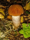 Mushrooms in the forest.