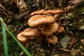 Mushrooms in the forest of Harz Mountains National Park, Germany