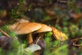 Mushrooms in the forest. many bovine mushrooms Royalty Free Stock Photo