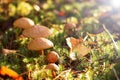 Mushrooms in the forest. many bovine mushrooms Royalty Free Stock Photo