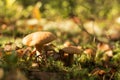 Mushrooms in the forest. many bovine mushrooms Royalty Free Stock Photo