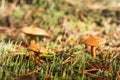 Mushrooms in the forest. many bovine mushrooms Royalty Free Stock Photo