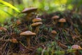 Mushrooms in the forest. many bovine mushrooms Royalty Free Stock Photo