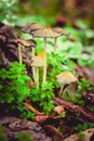 A mushrooms in the forest