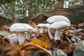 Mushrooms in a forest in the Netherlands
