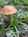 mushrooms in the forest Royalty Free Stock Photo