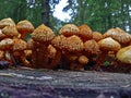 Mushrooms in the forest. Old stump with many brown mushrooms. Family.