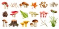 Mushrooms Forest Realistic Set Royalty Free Stock Photo