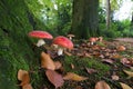 Mushrooms in forest