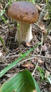 Mushrooms, forest, russia, summer Royalty Free Stock Photo