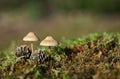 Mushrooms in the forrest