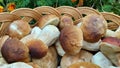 Mushrooms. Full basket with mushrooms close-up. mushroom-kicking Royalty Free Stock Photo