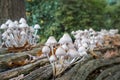 Mushrooms or Fungi growing out of a fallen, rotten log