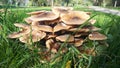 Mushrooms fungus autumn zagreb croatia