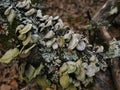 Mushrooms and fungus growing on a fallen tree limb.