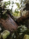 Mushrooms and fungus growing on a fallen tree limb. Royalty Free Stock Photo