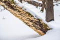 Mushrooms Fungus Growing on Tree in Winter with Snow