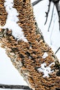 Mushrooms Fungus Growing on Tree in Winter with Snow