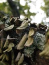 Mushrooms and fungus growing on a fallen tree limb.