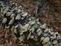 Mushrooms and fungus growing on a fallen tree limb. Royalty Free Stock Photo