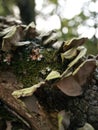 Mushrooms and fungus growing on a fallen tree limb. Royalty Free Stock Photo