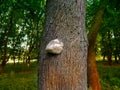 Mushrooms or fungus on a tree, mushroom on the tree Royalty Free Stock Photo