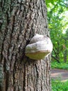 Mushrooms or fungus on a tree, mushroom on the tree Royalty Free Stock Photo