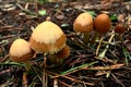 Mushrooms Galerina marginata Royalty Free Stock Photo