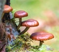 Mushrooms Galerina marginata Royalty Free Stock Photo