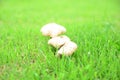 Mushrooms in the garden Royalty Free Stock Photo