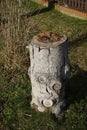 Mushrooms Gloeophyllum sepiarium on top of a stump at the log site in January. Berlin, Germany