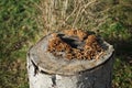 Mushrooms Gloeophyllum sepiarium on top of a stump at the log site in January. Berlin, Germany