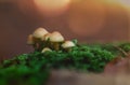 Mushrooms in good light Royalty Free Stock Photo