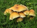 Mushrooms in the grass