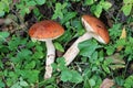 Mushrooms on the grass. autumn gifts