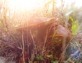 Mushrooms in the grass in a forest glade Royalty Free Stock Photo