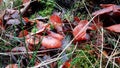 Mushrooms in the grass. Leaves in the grass. Early autumn Royalty Free Stock Photo