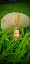 mushrooms grass naturalview macro wildlife Royalty Free Stock Photo