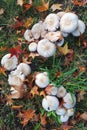 MUSHROOMS ON THE GRASS