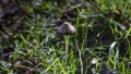 Cute Mushrooms in the grass