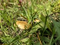 mushrooms in the grass September