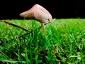 Mushrooms on the grass