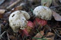 Mushrooms with gray hats and pink legs